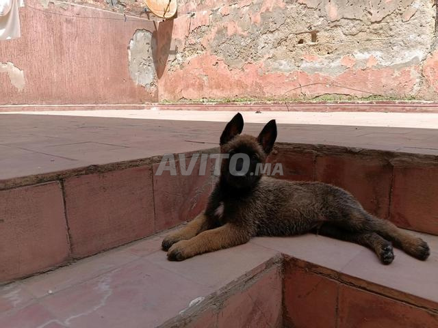 مالينوا صغار حوالي شهرين - 2