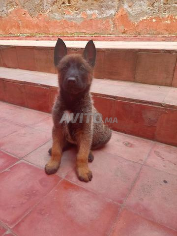 مالينوا صغار حوالي شهرين