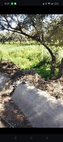 قطعة أرض فلاحية للبيع - 2