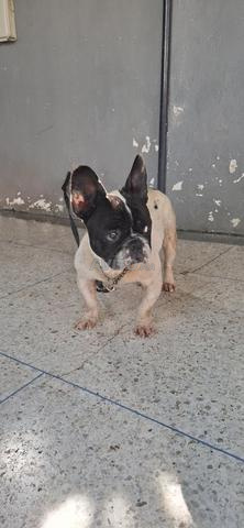 بولدوج فرنسي - 2