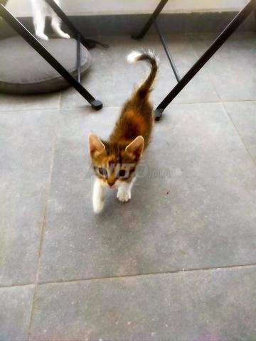 قطتان صغيرتان لطيفتان للتبني - 2