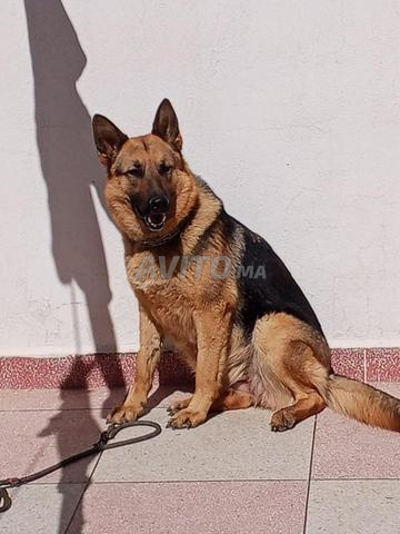 كلبة الراعي الألماني - 2