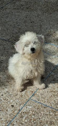 Femelle bichon - 2