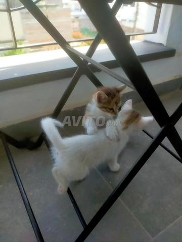 قطتان صغيرتان لطيفتان للتبني - 2