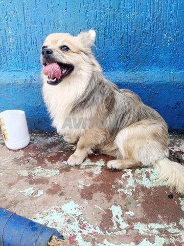 سبتز ألماني - 2