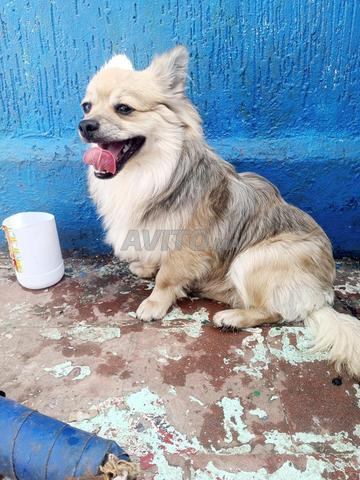 ذكر سبتز ألماني - 2