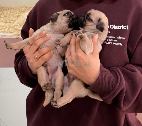 كلاب الباغ كارلين - 2