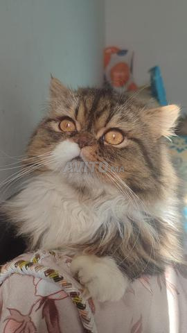 Mâle Persan pure race