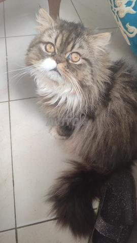 ذكر فارسي أصيل - 2