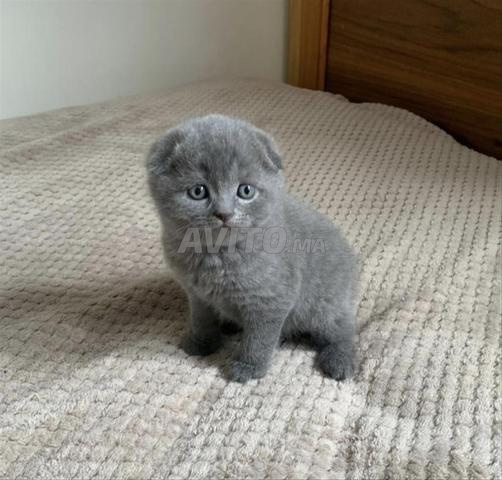 Scottish Fold - 2