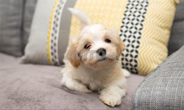 Caniche Bichon Maltais - 2