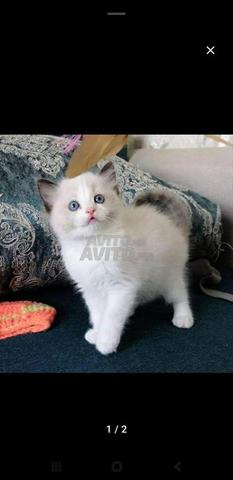 قط رغدول نقي السلالة