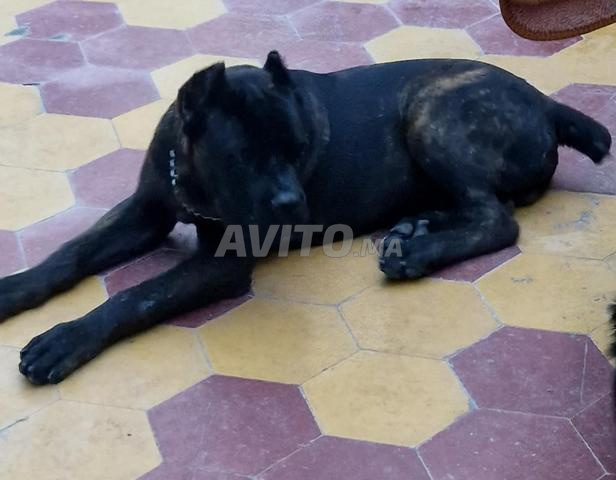 Cane Corso - 2
