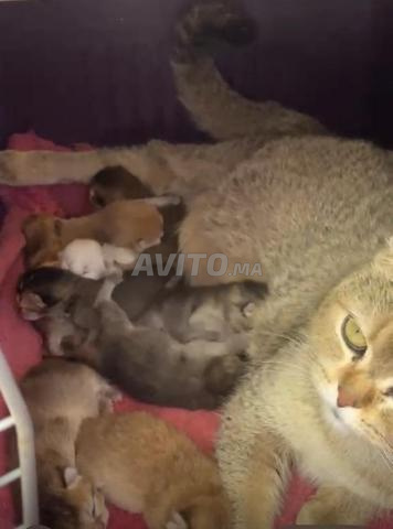 ذكور وإناث بريطاني قصير الشعر للحجز - 2