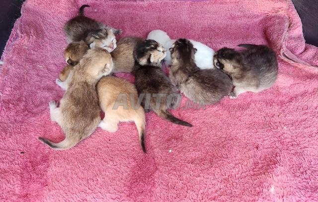 Mâles et femelles British Shorthair à réserver