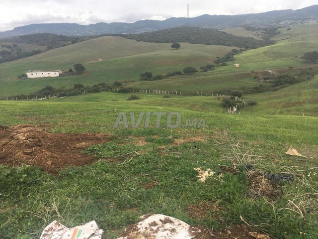 Terrain agricole Adelia Tanger - 2