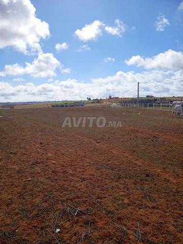 أرض فلاحية بمساحة 2 هكتار في تيفلت للبيع - 2