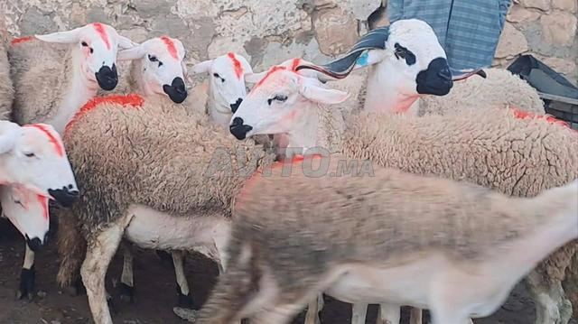 30 حولية صردية مليحة ضارة