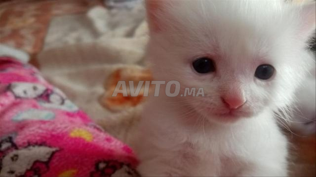 Chaton bébé angora - 2