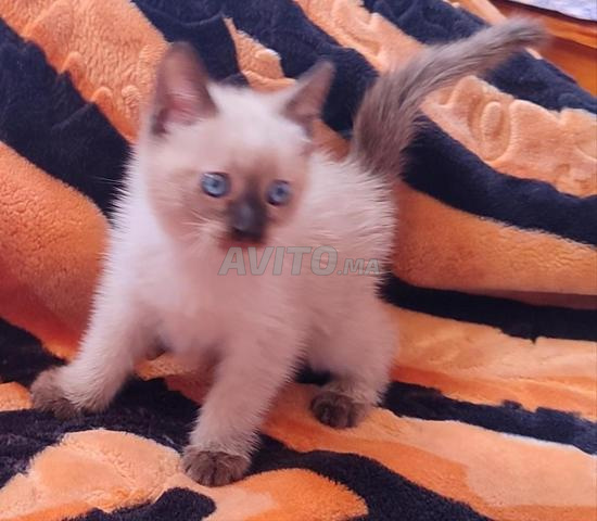 Chat siamois à vendre - 2