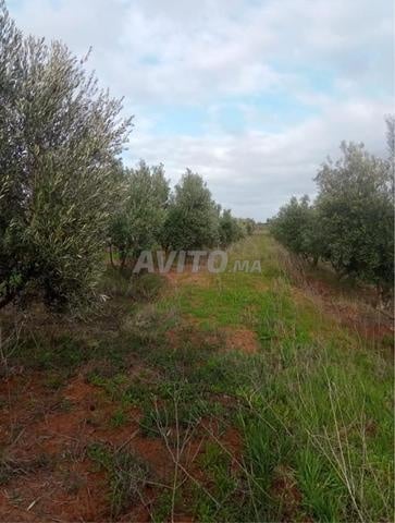 أرض فلاحية هكتار واحد مع أشجار الزيتون في كموني