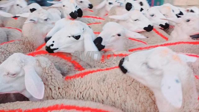 صردية مليحة للبيع ضارة