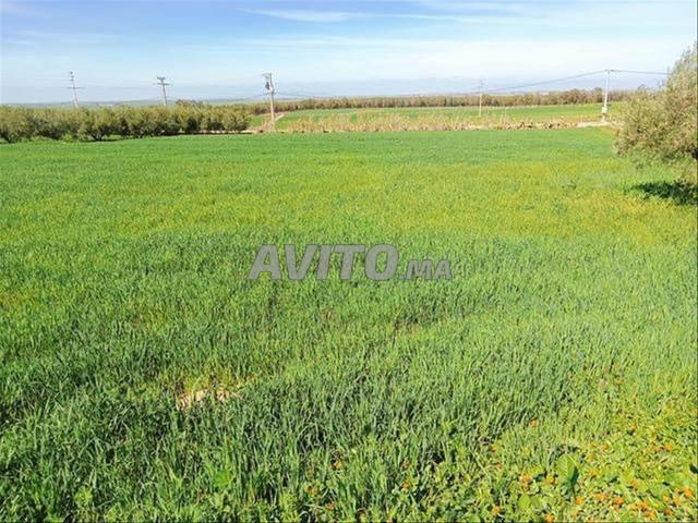 Vente de terrains & fermes titrés – Sidi Rahal - 2