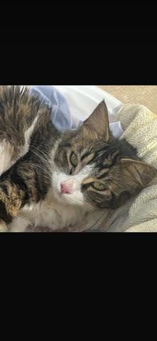 قطط للتبني مطعمة ومخصية