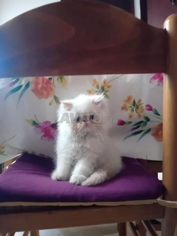 قط فارسي بلون برتقالي - 2