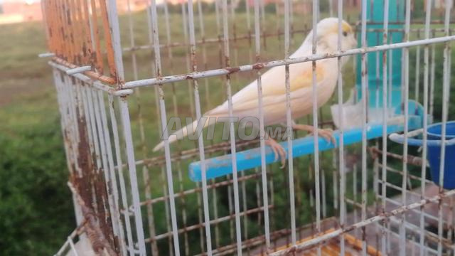 Deux canaris à vendre - 2
