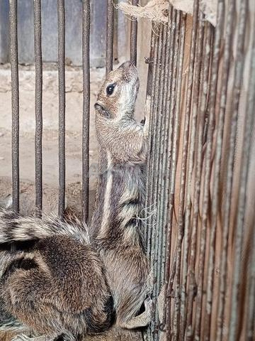 أكادير إنزكان - 2