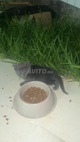 قطة للبيع - 2