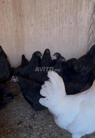 Oiseaux d'amour noirs - 2