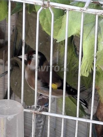 أبيع زوج من طائر الحسون جاهز للإنتاج - 2