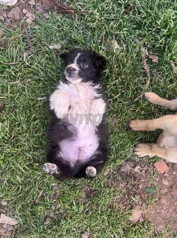 جرو أيدي (راعي الأطلس) ذكر للبيع