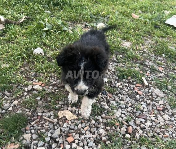 جرو أيدي (راعي الأطلس) ذكر للبيع - 2