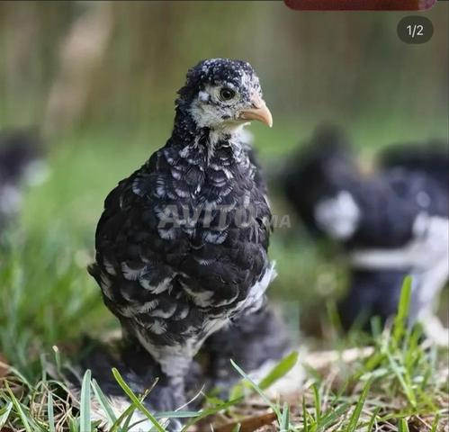 Mélange de races - 2