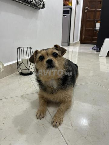 أنثى كلبة عمرها سنة بينشر-تشيواوا - 2