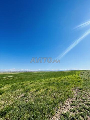 أرض 7 هكتارات سند ملكية - 2