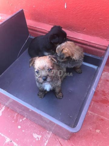 Chiots de poche âgés de 30 jours - 2