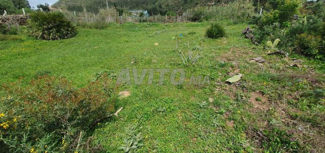 Terrain à vendre, commune de Melloussa, village Ain El Hamra