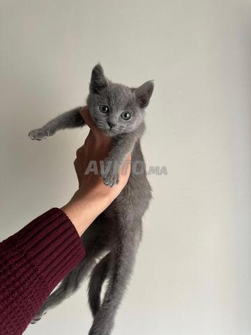 TOM Bleu russe pure race - 2