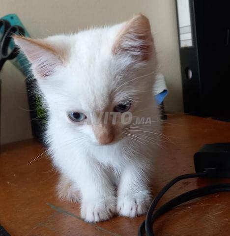 قط صغير أبيض جميل للتبني - 2