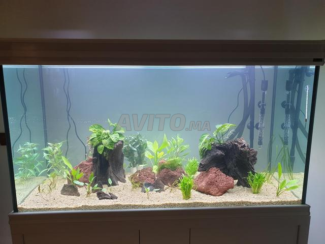 Aquarium 335 L et son meuble - 2