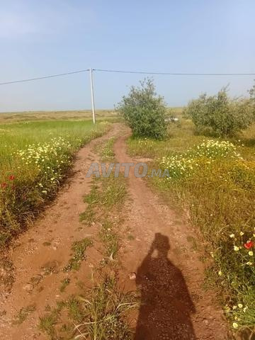 أرض فلاحية للبيع بمساحة 10 هكتارات - 2