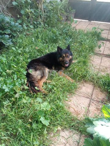 راعي ألماني - 2