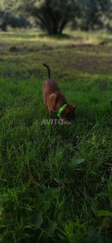 مالينوا فحم - 2