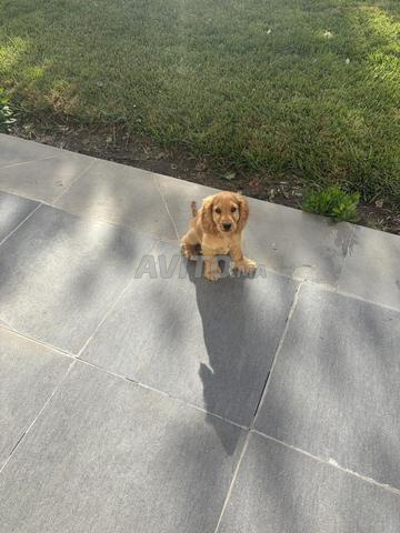 كوكر سبانيل مع قفص وبيت للكلب - 2