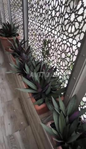 شقة للإيجار مع مسبح في المنصورية - 2