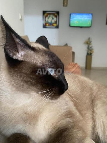 قطة أصل سيامي أنثى